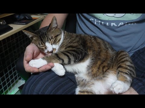 パパのお膝の上でリラックスしまくりな猫ごまちゃんマジ寝中　【リキちゃんねる　猫動画】 キジトラ 猫のいる暮らし