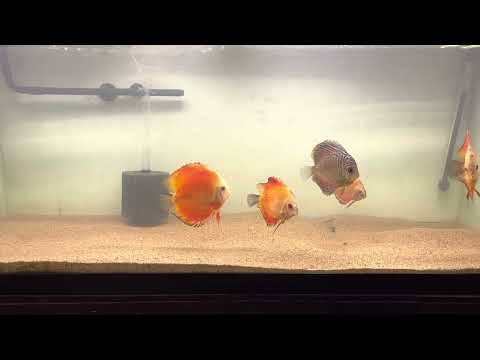 Discus tank Beautiful look at some discus that we were able to pick up the other day they are beautiful