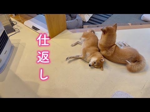 弟犬の悪戯を受けて仕返しにでた柴犬が可愛すぎました