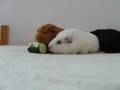 Our three Guinea pigs fighting for a cucumber