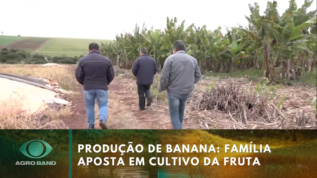 Produção de banana família aposta em cultivo da fruta