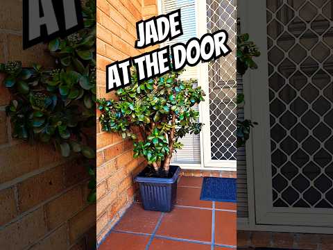 JADE at the DOOR #moneytree #luckyplant #jadeplant 