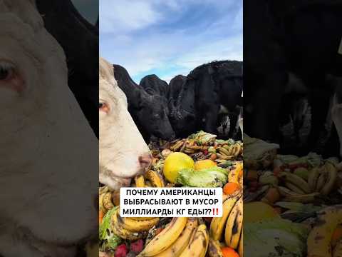 Еда в мусор #shortvideo #еда #вау #жизньвсша #america #сша #foodwaste #foodshorts #обзор #lifeinusa