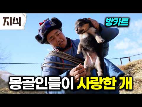 "우린 방카르가 사람이라고 생각해요" 한국엔 <strong>진돗개가</strong> 있다면 몽골에는 방카르가 있다 #자연 #EBS지식