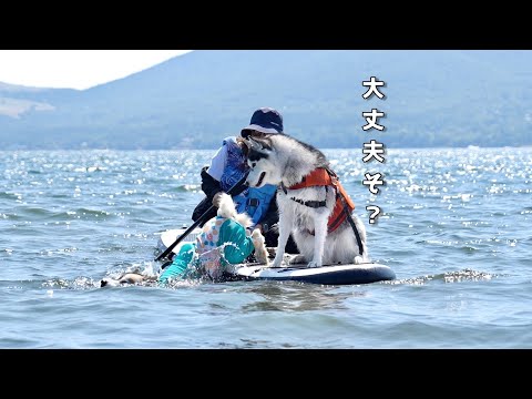 【大変】初めてのSUP体験でハスキー犬が落っこちたwww 【シベリアンハスキー】