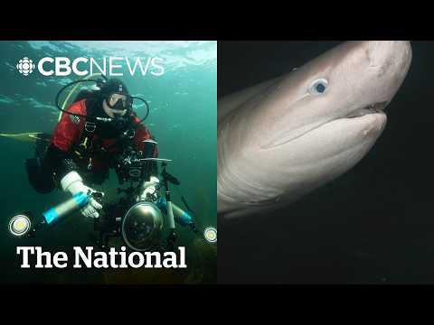 He turned around and a shark was <strong>there</strong> | The Moment
