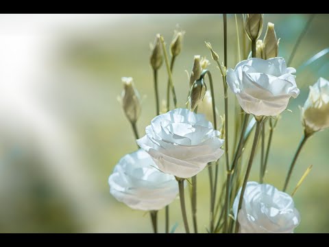 Fiesta de la Virgen del Pilar - Reflexión desde el Evangelio con un texto de Teresa de Lisieux