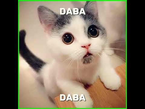 cibi cibi caba caba dubi dubi dapa dapa #short #kucinglucu #meaw #anakkucing