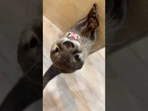 立ち食いするカワウソ #shorts