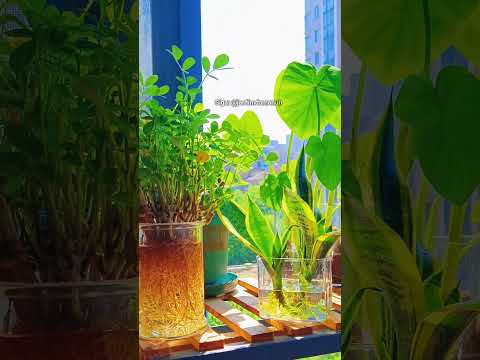 Cultivei na jarra d'água #garden #jardim #jardinagem #plantas