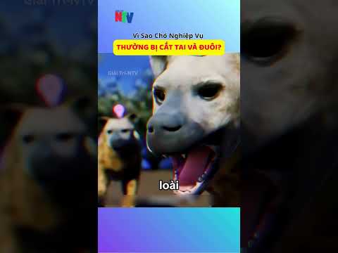 Vì Sao Chó Nghiệp Vụ Thường Bị Cắt Tai Và Đuôi? 😧 #shortsvideo  #giaitrintv