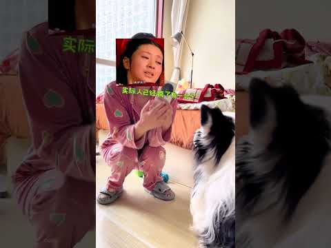 老龄犬喂养常见问题 之一#边牧 #我和我的狗 #养狗经验分享 #老年狗