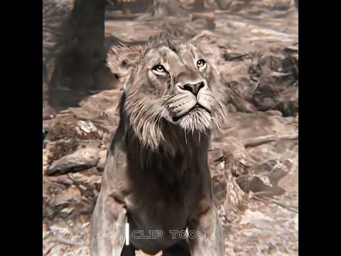 "Baton se nahi, dil se jeeta!"#EmotionalScene #LionKing #BadshahKaWaqt #JaraReturns