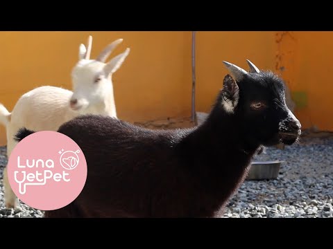 Luna Vet Pet: Curiosidades de las cabras