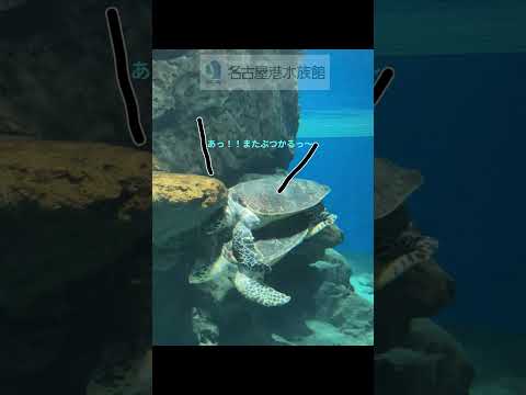 猫の動画サムネイル - ハプニング #shots #水族館