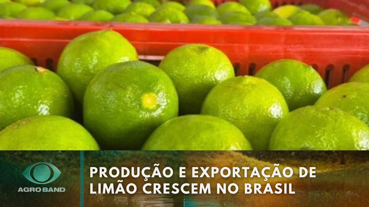 Produção e exportação de limão crescem no Brasil