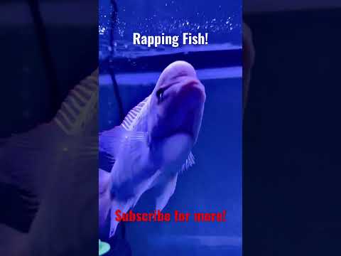 Rapping Fish! #flowerhorn #shorts #rapping 
