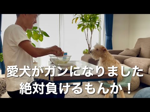 【ガンになりました】愛犬と絶対一緒に乗り越えます!テリア