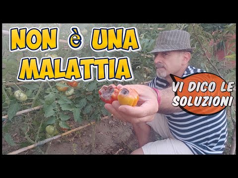 pomodori neri e MARCI? Non è una malattia e si risolve con alcuni accorgimenti