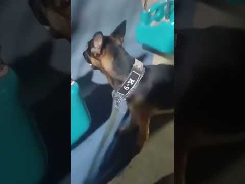 Sirius parkta 😁 #germanshepherd #malinois #dog #k9 #köpekeğitimi #köpek