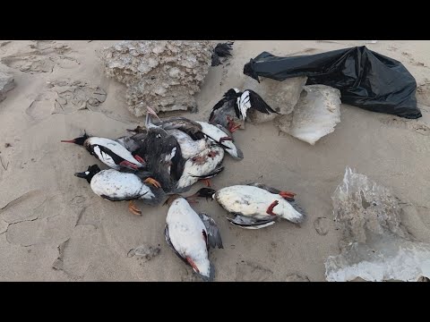 Hundreds of ducks sick, dead in bird flu outbreak — WGN Evening News