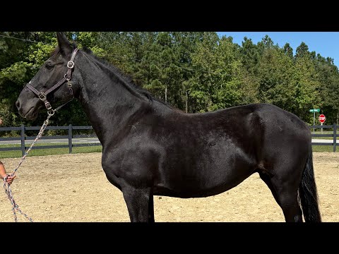 Gentle black mare