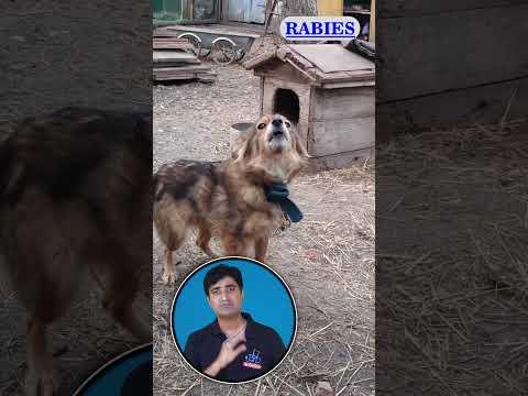 How to identify rabid animal | Difference healthy animal vs rabid animal | पागल कूते को कैसे जाने |