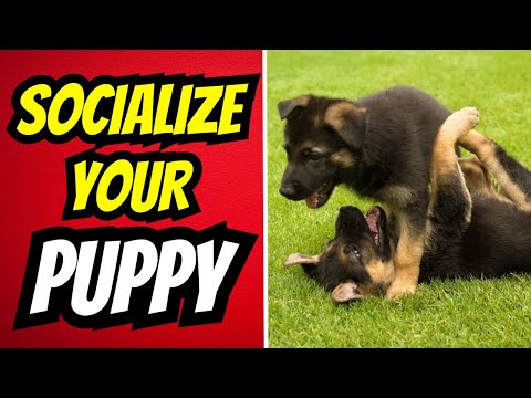 The Science Behind Puppy Socialization. Puppy Training Tips You Can Use NOW!
