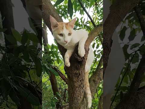 ĐÙA VỚI NINJA MÈO? ĂN CÚ ĐAU ĐIẾNG! 😹💀”#meo #vutrudramameo #funnny #haihuoc #xuhuong