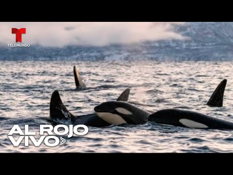 Orcas atrapadas en hielo a la deriva logran escapar en Japón