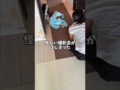 柴犬と考える友人の裏切りの真実 サムネイル