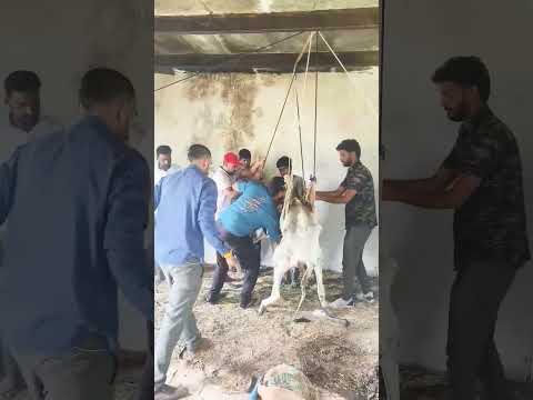 जय हो गो माता की ओर हो भक्तों की❤️👏🚩