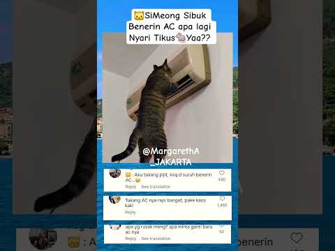 🐱Si_Meong Sibuk Benerin AC apa lagi Nyari Tikus🐀Yaa??#kucing#tukangservice#@MargarethA_JAKARTA