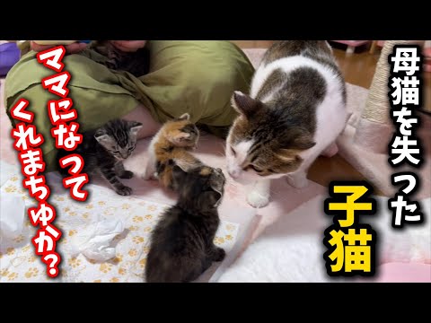 子猫を預けた母猫の優しい行動と癒しの瞬間 サムネイル