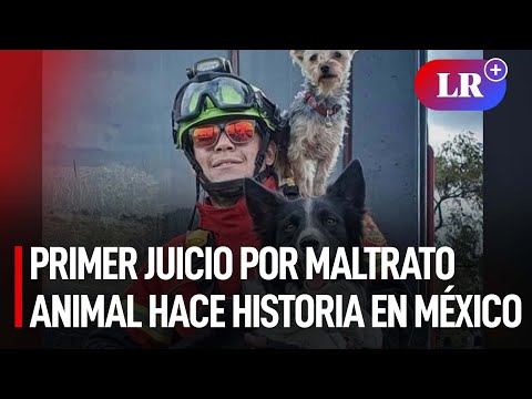 El primer juicio penal por maltrato animal hace historia en México | #LR