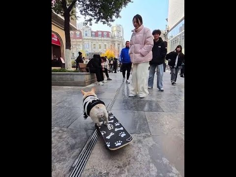 狗狗步行街滑板看到美女直接弃车了，为了保护美女车算什么！ #法斗 #萌宠 #萌宠出道计划 #滑板狗 #小法斗球球 @DOU+小助手