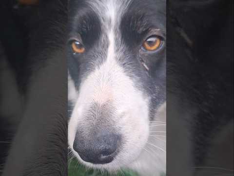 #kittens with their parents and a #dog friend 🩷 #shorts #dogshorts