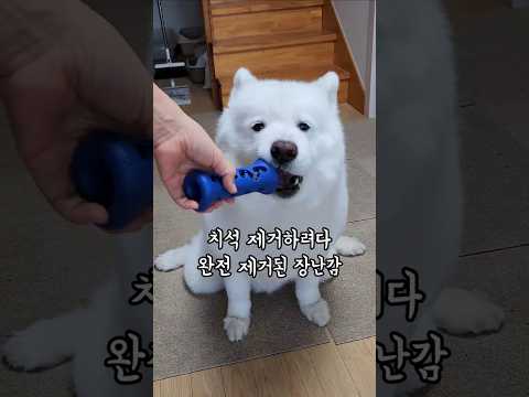 치석 제거하려다 완전 제거된 장난감
