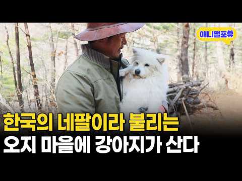 사람이라곤 찾아볼 수 없는 오지 마을에 사는 강아지들!ㅣKBS 동물극장 단짝 221231 방송