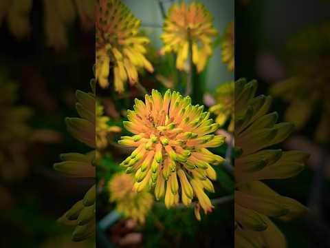 #plants  #flowers  #shortvideo