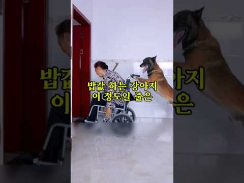걷지 못하는 할머니를 돕는 강아지, 사람보다 낫습니다 #감동사연#효도견#할머니#이웃사랑#감동#훈훈한이야기#복동이#반려견감동