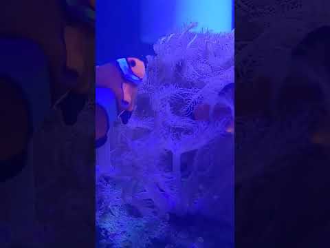 clown fish in pulsating Xenia 