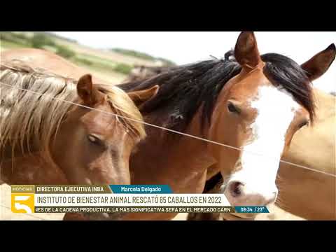 El Instituto de Bienestar Animal rescató una cifra récord de caballos en el año 2022