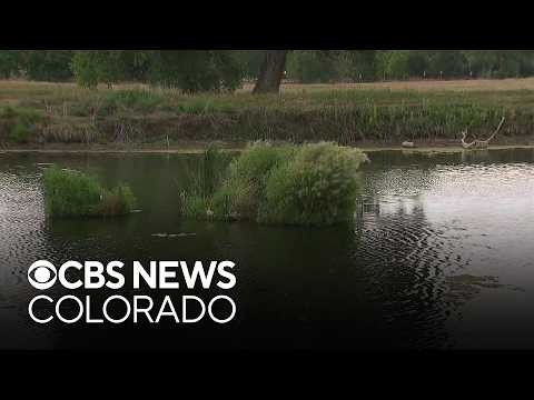 Floating wetlands help Colorado lakes reduce harmful algae blooms