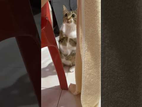 猫の動画サムネイル - do u think i m cute🐱🦖