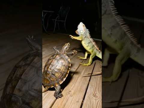 Turtle vs Iguana Caught on Camera 😱