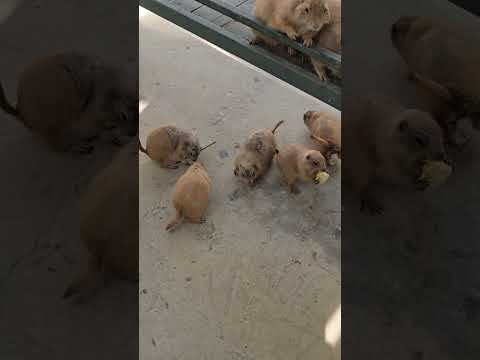 ​Prairie Dog Alert! 🚨 The funniest reaction ever! 😂 #kephongtran ##yeudongvat #loveanimals