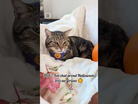Ton chat est prêt pour Halloween ? 🎃🐈