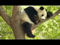北京動物園のパンダ6