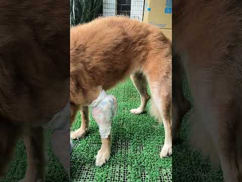 老蘇都是固定使用同一品牌的老犬飼料，避免不同的飼料造成狗狗腸胃不適應，泡軟後加入任何寵物罐頭及鮮食，若有胃口不佳或挑食的狗狗，家樂福的烤雞非常好用